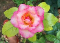 Rose at Annapolis Royal Historic Gardens